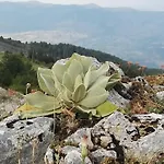 Vendégház Bujtina E Tomorrit