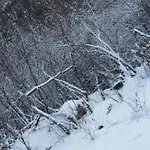 Bujtina E Tomorrit *