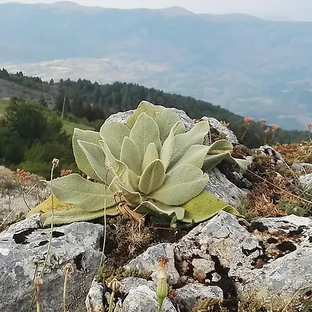 Guest house Bujtina E Tomorrit