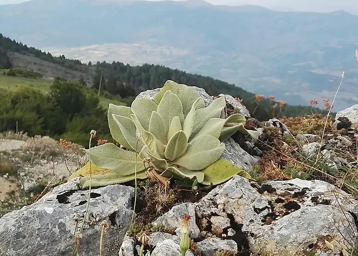 Pensjonat Bujtina E Tomorrit