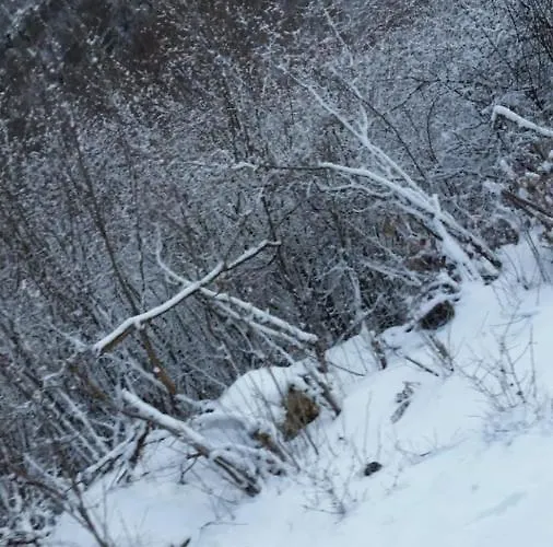 Bujtina E Tomorrit *